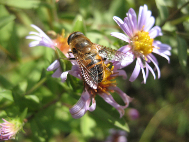 Муха-журчалка