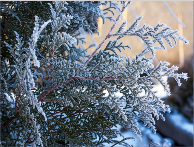 Первые заморозки