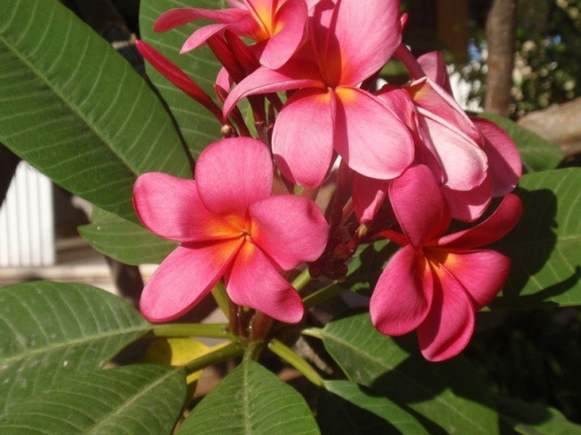 Природа Израиля