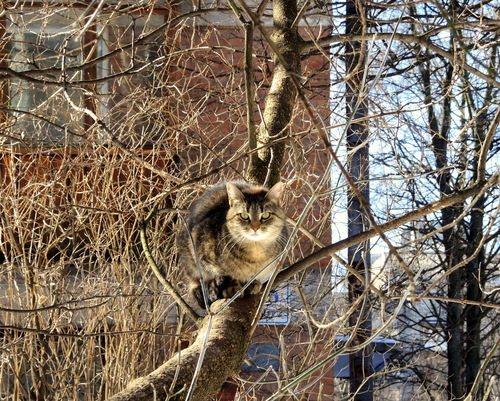 Коты прилетели... Весна!