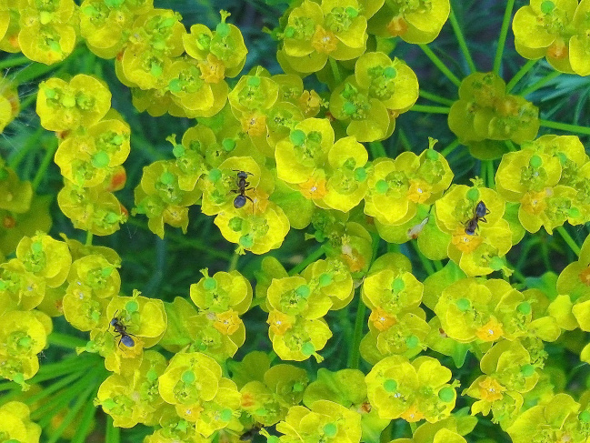 Три муравья на цветочках