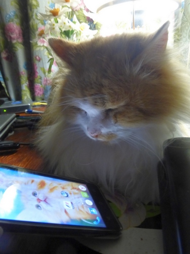 Котя