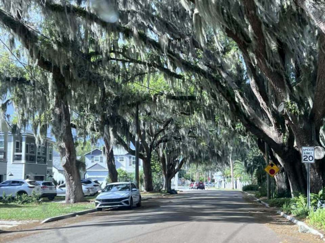 Сент-Августин в тени деревьев