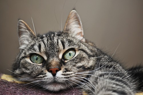Скукота