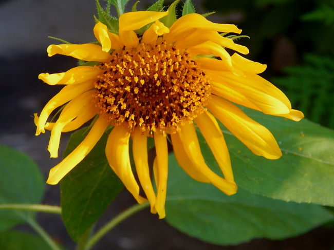 Жёлтый подсолнушек