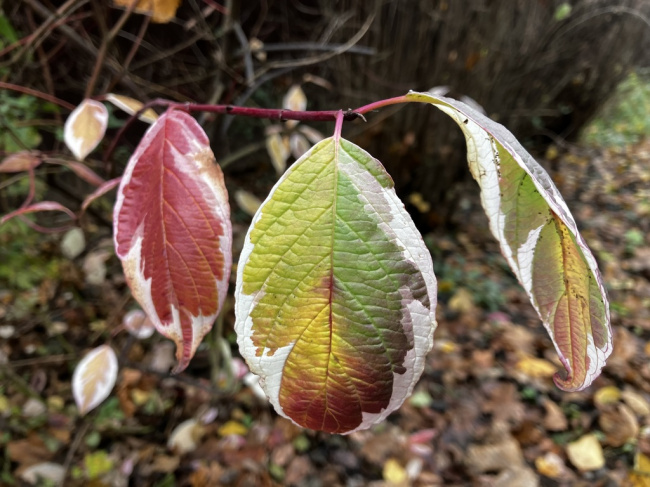 Осенняя красота