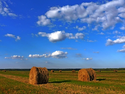 Поле и облака