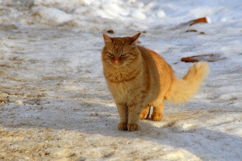 Солнечный кот