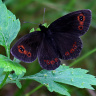 бабочка чернушка