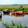 Жарко коровам, купаться пошли