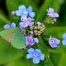 этюд с цветком брунеры и бабочкой