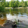 Летний водоем с уткой