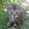 Котенок