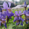IMG_20250616_054000