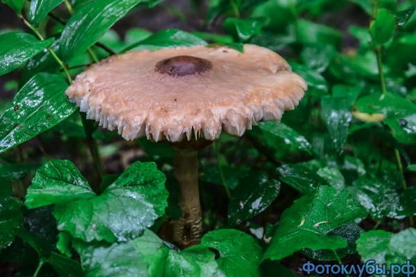 DSC_4369 как смарт-объект-1.jpg