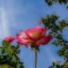 CIMG55530-1.jpg