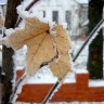 Заблудившийся  путник-осенний листок...