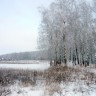 У березовой рощи