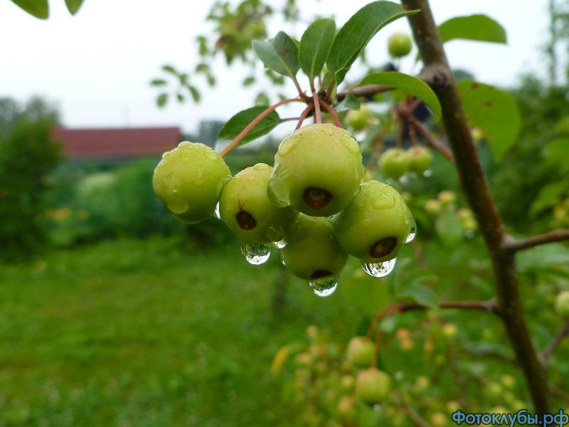 КАПЛИ