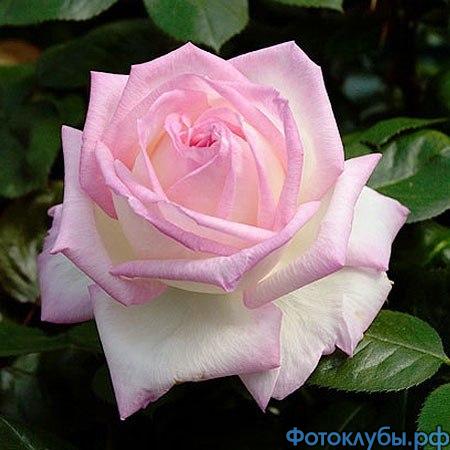 РОЗОВАЯ НЕЖНОСТЬ